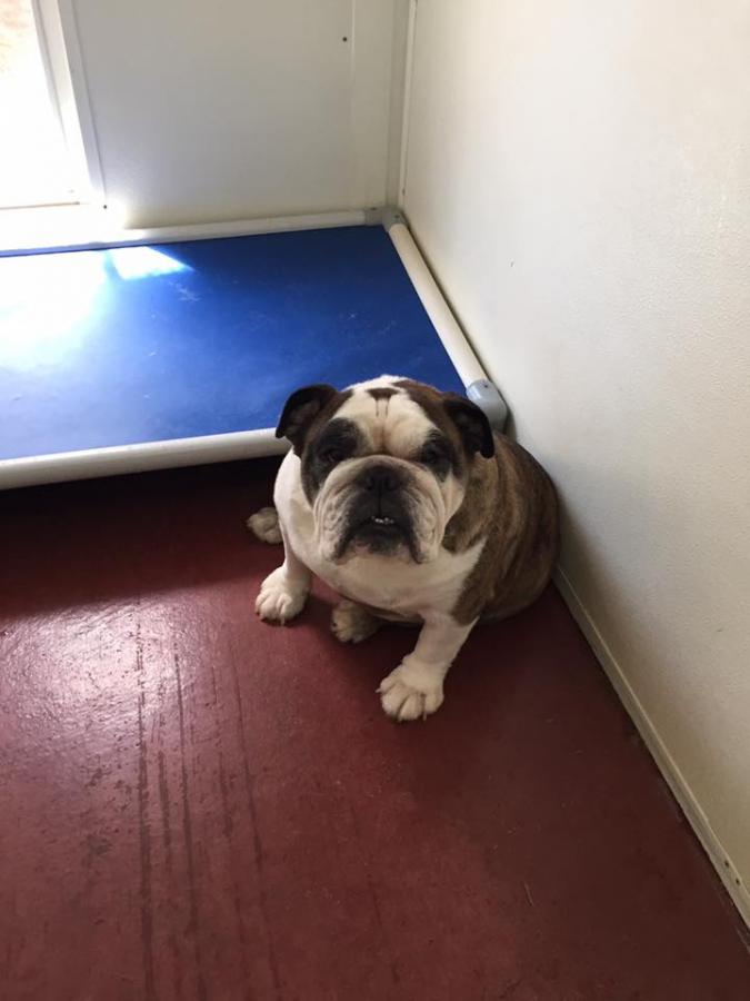 Gallery Alexandria Pet Inn